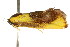  ( - CCDB-15816-E11)  @12 [ ] CreativeCommons - Attribution (2011) ANIC/CBG Photography Group Centre for Biodiversity Genomics
