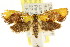  ( - CCDB-15816-E12)  @11 [ ] CreativeCommons - Attribution (2011) ANIC/CBG Photography Group Centre for Biodiversity Genomics
