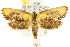  ( - CCDB-15816-F01)  @12 [ ] CreativeCommons - Attribution (2011) ANIC/CBG Photography Group Centre for Biodiversity Genomics