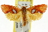  ( - CCDB-15816-G02)  @11 [ ] CreativeCommons - Attribution (2011) ANIC/CBG Photography Group Centre for Biodiversity Genomics