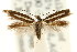  (Scythris sp. ANIC13 - CCDB-15818-A04)  @12 [ ] CreativeCommons - Attribution (2011) ANIC/CBG Photography Group Centre for Biodiversity Genomics