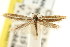  (Scythris sp. ANIC14 - CCDB-15818-A07)  @11 [ ] CreativeCommons - Attribution (2011) ANIC/CBG Photography Group Centre for Biodiversity Genomics