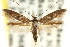  (Scythris leucochyta - CCDB-15818-B01)  @15 [ ] CreativeCommons - Attribution (2011) ANIC/CBG Photography Group Centre for Biodiversity Genomics