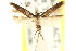  (Scythris sp. ANIC4 - CCDB-15818-B09)  @11 [ ] CreativeCommons - Attribution (2011) ANIC/CBG Photography Group Centre for Biodiversity Genomics