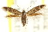  ( - CCDB-15818-B10)  @11 [ ] CreativeCommons - Attribution (2011) ANIC/CBG Photography Group Centre for Biodiversity Genomics