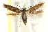  ( - CCDB-15818-B11)  @11 [ ] CreativeCommons - Attribution (2011) ANIC/CBG Photography Group Centre for Biodiversity Genomics