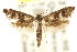  (Scythris sp. ANIC5 - CCDB-15818-B12)  @11 [ ] CreativeCommons - Attribution (2011) ANIC/CBG Photography Group Centre for Biodiversity Genomics