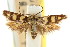  (Scythris sp. ANIC6 - CCDB-15818-C01)  @11 [ ] CreativeCommons - Attribution (2011) ANIC/CBG Photography Group Centre for Biodiversity Genomics