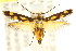  ( - CCDB-15818-D02)  @12 [ ] CreativeCommons - Attribution (2011) ANIC/CBG Photography Group Centre for Biodiversity Genomics