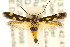  ( - CCDB-15818-D05)  @13 [ ] CreativeCommons - Attribution (2011) ANIC/CBG Photography Group Centre for Biodiversity Genomics