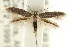  (Scythris sp. ANIC8 - CCDB-15818-E10)  @11 [ ] CreativeCommons - Attribution (2011) ANIC/CBG Photography Group Centre for Biodiversity Genomics