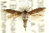  (Scythris sp. ANIC9 - CCDB-15818-F03)  @13 [ ] CreativeCommons - Attribution (2011) ANIC/CBG Photography Group Centre for Biodiversity Genomics