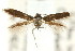 ( - CCDB-15818-F04)  @11 [ ] CreativeCommons - Attribution (2011) ANIC/CBG Photography Group Centre for Biodiversity Genomics