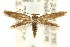  (Scythris sp. ANIC12 - CCDB-15818-G01)  @11 [ ] CreativeCommons - Attribution (2011) ANIC/CBG Photography Group Centre for Biodiversity Genomics