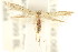  (Scythris sp. ANIC15 - CCDB-15818-G04)  @11 [ ] CreativeCommons - Attribution (2011) ANIC/CBG Photography Group Centre for Biodiversity Genomics
