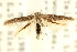  (Paratheta sp. ANIC1 - CCDB-15818-G05)  @11 [ ] CreativeCommons - Attribution (2011) ANIC/CBG Photography Group Centre for Biodiversity Genomics