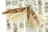  ( - CCDB-15818-G10)  @12 [ ] CreativeCommons - Attribution (2011) ANIC/CBG Photography Group Centre for Biodiversity Genomics