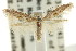  (Paratheta sp. ANIC3 - CCDB-15818-G11)  @11 [ ] CreativeCommons - Attribution (2011) ANIC/CBG Photography Group Centre for Biodiversity Genomics