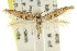  ( - CCDB-15818-H01)  @13 [ ] CreativeCommons - Attribution (2011) ANIC/CBG Photography Group Centre for Biodiversity Genomics
