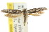  ( - CCDB-15818-H11)  @11 [ ] CreativeCommons - Attribution (2011) ANIC/CBG Photography Group Centre for Biodiversity Genomics
