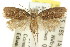  ( - CCDB-15819-E06)  @11 [ ] CreativeCommons - Attribution (2011) ANIC/CBG Photography Group Centre for Biodiversity Genomics