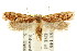  ( - CCDB-15819-G05)  @12 [ ] CreativeCommons - Attribution (2011) ANIC/CBG Photography Group Centre for Biodiversity Genomics