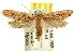  ( - CCDB-15819-G06)  @13 [ ] CreativeCommons - Attribution (2011) ANIC/CBG Photography Group Centre for Biodiversity Genomics