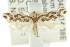  ( - CCDB-15820-B03)  @14 [ ] CreativeCommons - Attribution (2011) ANIC/CBG Photography Group Centre for Biodiversity Genomics