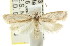  (Acraephnes innubila - CCDB-15820-C06)  @13 [ ] CreativeCommons - Attribution (2011) ANIC/CBG Photography Group Centre for Biodiversity Genomics