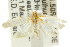  ( - CCDB-15820-C10)  @11 [ ] CreativeCommons - Attribution (2011) ANIC/CBG Photography Group Centre for Biodiversity Genomics