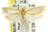  ( - CCDB-15820-C11)  @11 [ ] CreativeCommons - Attribution (2011) ANIC/CBG Photography Group Centre for Biodiversity Genomics