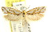  ( - CCDB-15820-F03)  @11 [ ] CreativeCommons - Attribution (2011) ANIC/CBG Photography Group Centre for Biodiversity Genomics