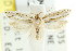  ( - CCDB-15820-F11)  @11 [ ] CreativeCommons - Attribution (2011) ANIC/CBG Photography Group Centre for Biodiversity Genomics