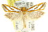  ( - CCDB-15820-G07)  @11 [ ] CreativeCommons - Attribution (2011) ANIC/CBG Photography Group Centre for Biodiversity Genomics