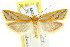  (Thudaca - CCDB-15820-G11)  @15 [ ] CreativeCommons - Attribution (2011) ANIC/CBG Photography Group Centre for Biodiversity Genomics