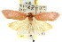  (Eomystis - CCDB-15820-H05)  @15 [ ] CreativeCommons - Attribution (2011) ANIC/CBG Photography Group Centre for Biodiversity Genomics