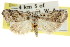  ( - CCDB-15823-A02)  @12 [ ] CreativeCommons - Attribution (2011) ANIC/CBG Photography Group Centre for Biodiversity Genomics
