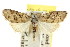  (Nola sp. ANIC25 - CCDB-15823-A03)  @14 [ ] CreativeCommons - Attribution (2011) ANIC/CBG Photography Group Centre for Biodiversity Genomics