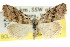  ( - CCDB-15823-A04)  @11 [ ] CreativeCommons - Attribution (2011) ANIC/CBG Photography Group Centre for Biodiversity Genomics