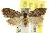 (Nola sp. ANIC26 - CCDB-15823-A06)  @14 [ ] CreativeCommons - Attribution (2011) ANIC/CBG Photography Group Centre for Biodiversity Genomics