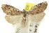  (Nola sp. ANIC28 - CCDB-15823-A07)  @11 [ ] CreativeCommons - Attribution (2011) ANIC/CBG Photography Group Centre for Biodiversity Genomics
