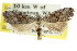  (Nola sp. ANIC29 - CCDB-15823-A10)  @14 [ ] CreativeCommons - Attribution (2011) ANIC/CBG Photography Group Centre for Biodiversity Genomics