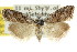  ( - CCDB-15823-A11)  @11 [ ] CreativeCommons - Attribution (2011) ANIC/CBG Photography Group Centre for Biodiversity Genomics