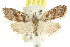  (Nola sp. ANIC31 - CCDB-15823-B04)  @11 [ ] CreativeCommons - Attribution (2011) ANIC/CBG Photography Group Centre for Biodiversity Genomics