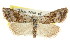  ( - CCDB-15823-B05)  @11 [ ] CreativeCommons - Attribution (2011) ANIC/CBG Photography Group Centre for Biodiversity Genomics
