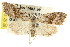  ( - CCDB-15823-B06)  @11 [ ] CreativeCommons - Attribution (2011) ANIC/CBG Photography Group Centre for Biodiversity Genomics