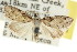  (Nola sp. ANIC34 - CCDB-15823-B11)  @11 [ ] CreativeCommons - Attribution (2011) ANIC/CBG Photography Group Centre for Biodiversity Genomics