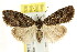  (Nola sp. ANIC35 - CCDB-15823-B12)  @11 [ ] CreativeCommons - Attribution (2011) ANIC/CBG Photography Group Centre for Biodiversity Genomics