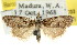  (Nola sp. ANIC36 - CCDB-15823-C03)  @11 [ ] CreativeCommons - Attribution (2011) ANIC/CBG Photography Group Centre for Biodiversity Genomics