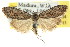  (Nola sp. ANIC37 - CCDB-15823-C04)  @11 [ ] CreativeCommons - Attribution (2011) ANIC/CBG Photography Group Centre for Biodiversity Genomics